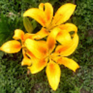 Meet your Posher, Sheena